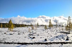 besneeuwde winterlandschap foto