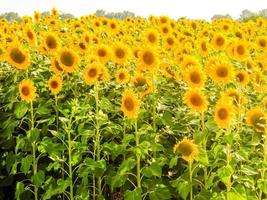 zonnebloem veld- in de zomer foto