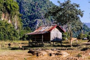 landelijk landschap in oosten- Azië foto