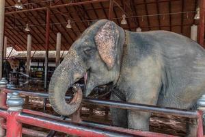 portret dichtbij omhoog olifant in de dierentuin foto