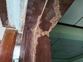 termiet vlekken, afbeeldingen van termieten dat binnenvallen de huis en schade de deur kader. foto