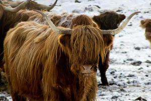 mooi Schots rood koe in winter, hemsedaal, buskerud,noorwegen,schattig huiselijk hoogland koe, dier portret,behang,poster,kalender,briefkaart,noors boerderij dier foto