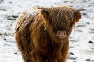 mooi Schots rood koe in winter, hemsedaal, buskerud,noorwegen,schattig huiselijk hoogland koe, dier portret,behang,poster,kalender,briefkaart,noors boerderij dier foto