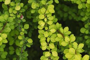 vervlechting van geel twijgen en bladeren van berberis Aan een zomer dag in de tuin foto