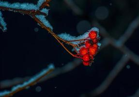 rijp rood meidoorn bessen met sneeuw Aan de takken Aan een winter avond. nuttig fabriek crataegus monogyna met sneeuwvlok fruit in de tuin. foto