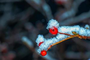rijp rood meidoorn bessen met sneeuw Aan de takken Aan een winter avond. nuttig fabriek crataegus monogyna met sneeuwvlok fruit in de tuin. foto