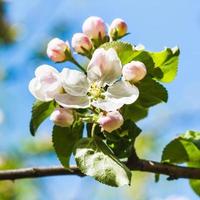 bloeien Aan bloeiende appel boom dichtbij omhoog in voorjaar foto