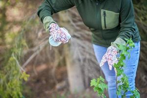 vrouw nemen zorg van planten in de tuin foto