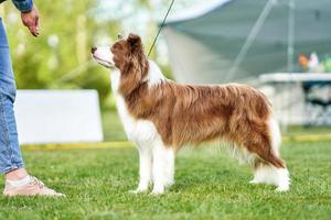 chocola wit grens collie met vrouw eigenaar foto