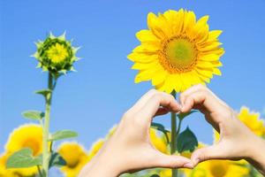 handen maken hart symbool in een veld- van zonnebloemen. foto