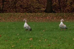 familie van Egyptische ganzen staand in de park foto