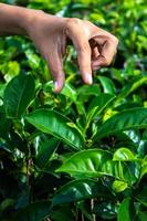 dichtbij omhoog Dames hand- vinger plukken omhoog thee bladeren Bij een thee plantage voor Product , natuurlijk geselecteerd , vers thee bladeren in thee boerderij in Indonesië foto