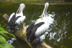 de Australisch pelikaan pelecanus conspicillatus is een groot watervogel in de familie pelecanidae foto