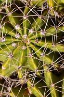 cactus detailopname structuur foto