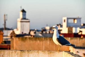 zeemeeuw in Marokko foto