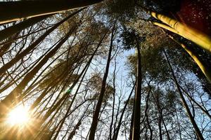 bomen in het bos foto