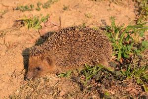 schattig egel Aan de grond foto