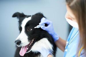 vrouw dierenarts onderzoeken een hond in kliniek foto