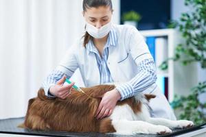 bruin grens collie hond gedurende bezoek in dierenarts foto