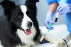 vrouw dierenarts nemen bloed monster en onderzoeken een hond in kliniek foto