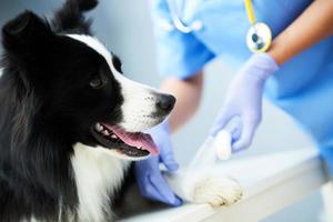 vrouw dierenarts behandelen gewond poot in kliniek foto