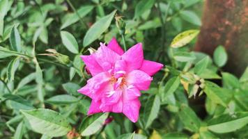 dichtbij omhoog portret van rosa bloem foto