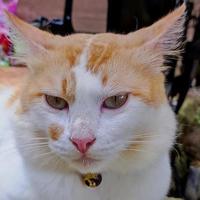 portret van een kat met een aanbiddelijk gezicht foto