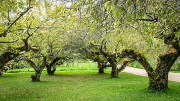 Pruim boom Bij doi angkhang berg, Chiang Mai Thailand foto