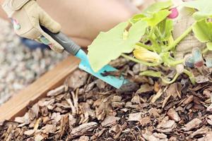 volwassen vrouw plukken groenten van tuin foto