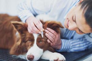 bruin grens collie hond gedurende bezoek in dierenarts foto