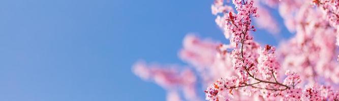 voorjaar grens of achtergrond kunst met roze bloesem. mooi natuur tafereel met bloeiend boom en zon gloed. zonnig dag, geweldig lente banier sjabloon foto