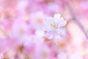 abstract bloemen backdrop van Purper bloemen over- pastel kleuren met zacht stijl voor voorjaar of zomer tijd. natuur banier lente achtergrond met kopiëren ruimte. mooi inspirerend kleurrijk natuur foto