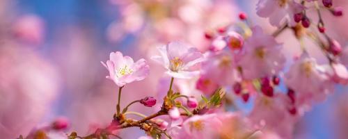 abstract bloemen backdrop van Purper bloemen over- pastel kleuren met zacht stijl voor voorjaar of zomer tijd. natuur banier lente achtergrond met kopiëren ruimte. mooi inspirerend kleurrijk natuur foto