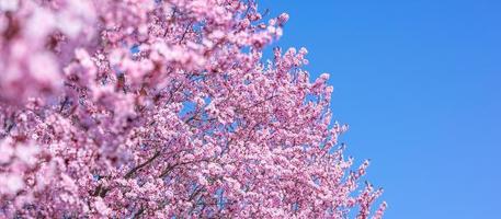 abstract bloemen backdrop van Purper bloemen over- pastel kleuren met zacht stijl voor voorjaar of zomer tijd. natuur banier lente achtergrond met kopiëren ruimte. mooi inspirerend kleurrijk natuur foto