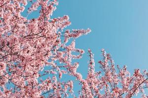 abstract bloemen backdrop van Purper bloemen over- pastel kleuren met zacht stijl voor voorjaar of zomer tijd. natuur banier lente achtergrond met kopiëren ruimte. mooi inspirerend kleurrijk natuur foto