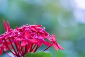 santana bloem in Maldiven eiland. rood santana tropisch bloesem detailopname met ochtend- regen druppels en wazig bokeh achtergrond, zacht natuurlijk licht foto