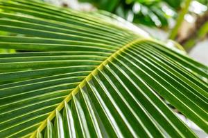 lijnen en texturen van groen palm bladeren. mooi natuur achtergrond van tropisch Woud en oerwoud, groen palm blad detailopname foto