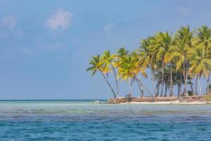 groen palm bomen Aan een wit zand strand. exotisch tropisch landschap sjabloon, strand banier met kopiëren ruimte. geweldig tropisch natuur concept foto