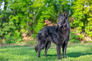 mooi pret groenendael hond focussen. zwart belgisch herder groenendael herfst portret. zomer portret van zwart groenendael hond met groen achtergrond foto