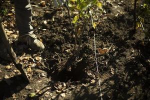 Mens Holding Schep. Mens staand Aan grond. opgegraven bodem. foto