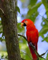 rood ara vogelstand foto