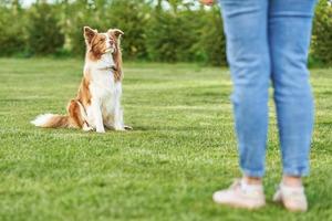 chocola wit grens collie met vrouw eigenaar foto