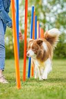 chocola wit grens collie met vrouw eigenaar foto