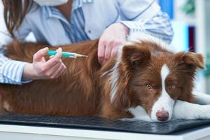 bruin grens collie hond gedurende bezoek in dierenarts foto