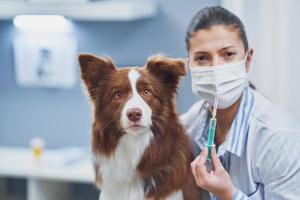 bruin grens collie hond gedurende bezoek in dierenarts foto