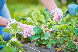 jong vrouw in de tuin werken Aan aardbei gearchiveerd foto