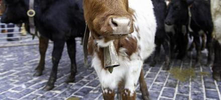 koeien Aan een boerderij foto