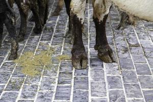 koe hoeven Aan een boerderij foto