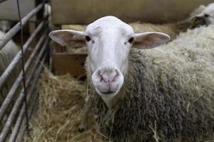 schapen Aan een boerderij foto