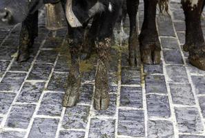 koe hoeven Aan een boerderij foto